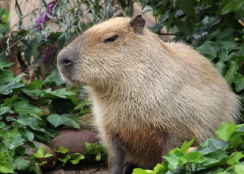 Kapibara pəhrizi: Həkim insanların bununla arıqlaya biləcəyini söylədi