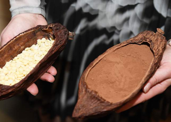 Mütəxəssis kakao yağının faydalarından danışıb