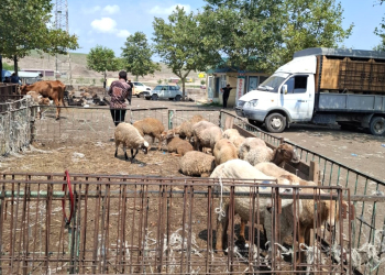 Heyvan satışı bazarlarında monitorinqlər: Yenə nöqsanlar aşkarlandı