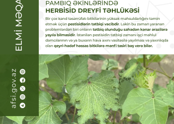 Pambıq əkinlərində herbisid dreyfi təhlükəsi