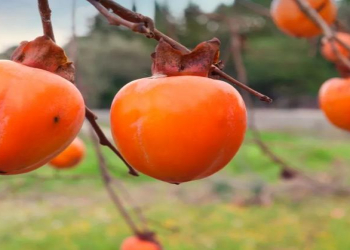 Gecə xurma yemək faydalı, yoxsa zərərlidir?