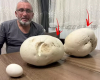 2,5 kiloqramlıq göbələk tapdı...