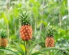 Təzə ananas bağırsaq fermentlərini aktivləşdirir