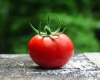 Təzə pomidorun faydaları