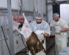 Ölkə üzrə 134 ünvanda qurbanlıq heyvanların satış və kəsim xidmətləri davam etdirilib