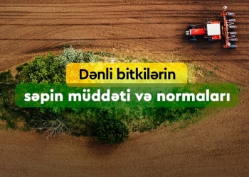 Dənli bitkilərin səpin müddəti və səpin normaları