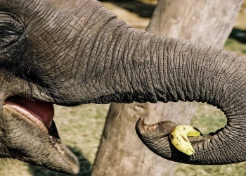 Bu fil bananın qabığını soymağı öyrənib