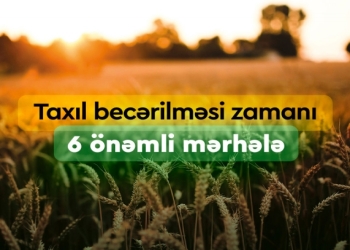 Taxıl becərilməsi zamanı 6 önəmli mərhələ