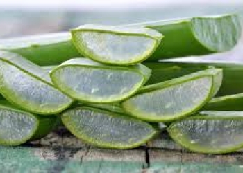 Aloe vera hansı xəstəliklərə faydalıdır?