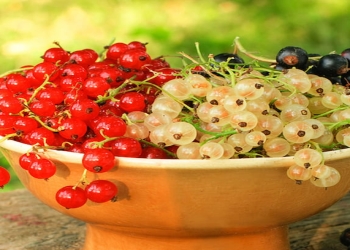 Qara, ağ, qırmızı qarağatın az bilinən faydaları