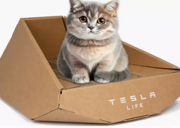 &quot;Tesla&quot; pişiklər üçün kartondan yuva hazırladı