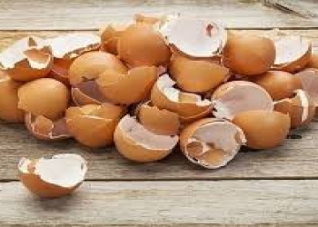 Yumurta qabığının bilinməyən 6 faydası