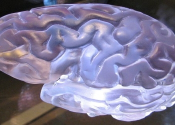 İnsan beyninin böyüməsi qeydə alınıb