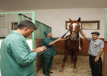 Heyvanların İdentifikasiyası və Qeydiyyatı Sisteminin tətbiqi davam etdirilir