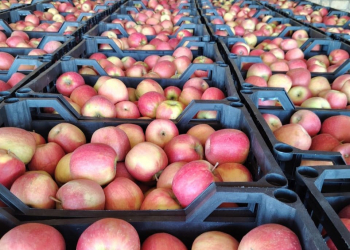 Türkiyəyə ixracı nəzərdə tutulan alma məhsulu partiyalarında uyğunsuzluq aşkarlanıb