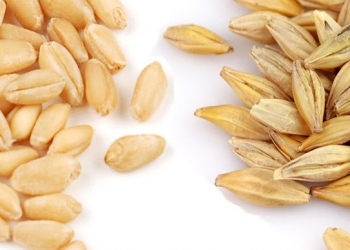 Buğda və arpa eyni şeydiri?