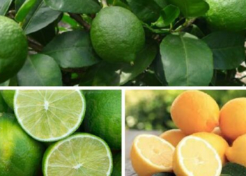 Hansı daha faydalıdır: limon, yoxsa laym?