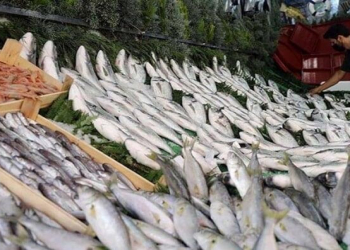 Noyabrın faydalı balıqları məlum oldu