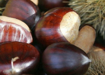 Şabalıd ürək-damar sağlamlığını qoruyur