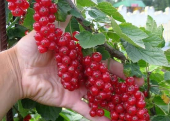 Qırmızı qarağatın faydaları nələrdir?