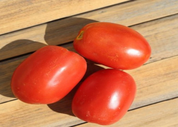 Pomidorun kişilər üçün gizli faydası: sadə tərəvəz prostat sağlamlığını necə qoruyur?