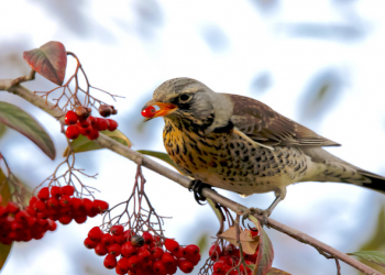 Qarağatın faydaları və düzgün istifadənin vacibliyi