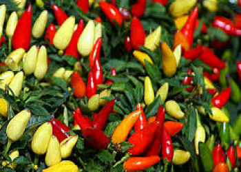 Maddələr mübadiləsini sürətləndirən super qida