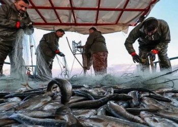 Dekabr ayında hansı balıqlar daha faydalıdır?