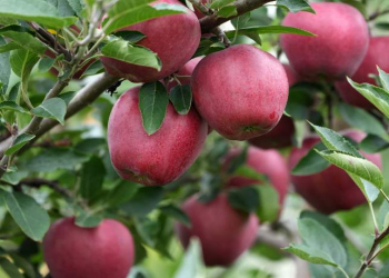 Payızın ətirli nemətləri: alma, darçın və baldan hazırlanan təbii şirniyyatlar