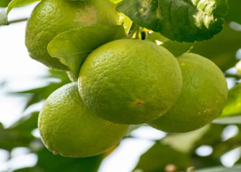 Çay deyil, meyvədir...