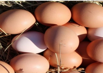 Payızda immuniteti gücləndirmək üçün yumurtanı necə seçmək lazımdır