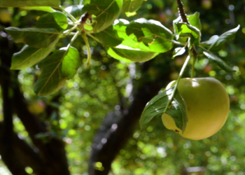 Sağlamlıq üçün vacib olan 7 qidanı tanıyın!