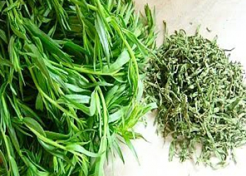 Təbiətin həm dad, həm sağlamlıq mənbəyi