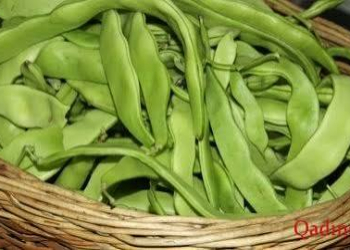 Yaşıl lobyada hansı vitaminlər olur?