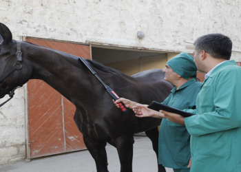 Azərbaycanın atların Afrika xəstəliyindən azad ölkə statusu ÜHST tərəfindən təsdiq olunub