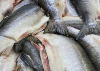 Həkim qidalanmada ideal qırmızı balıq növünü açıqladı