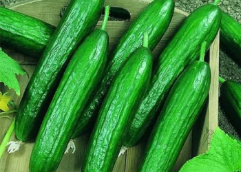 Hər səhər bir xiyar yemək sağlamlığa necə təsir göstərir?