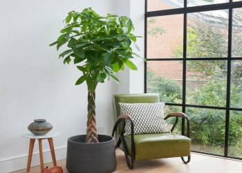 Otağın içində yetişdirilə bilən meyvə ağacları