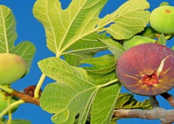 Əncir yarpağının faydaları nələrdir?