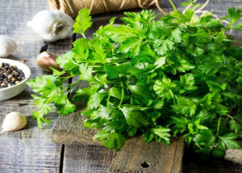 Cəfərinin faydaları saymaqla bitmir