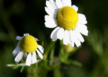 Bu bitki yuxusuzluq və gərginliyi azaldır