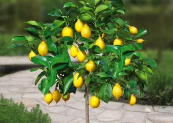 Limonu hansı xəstəliklər üçün istifadə etmək olar?