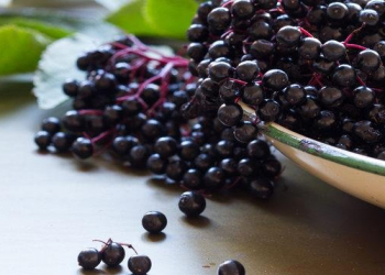 Qara ağcaqayın faydaları nələrdir?