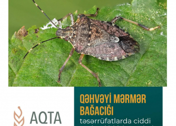 Qəhvəyi mərmər bağacığına qarşı necə mübarizə aparmaq olar?