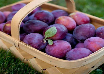 Gavalı görmə qabiliyyətini yaxşılaşdırır?