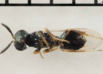 Arılarda bioloji qocalmanı ləngitmək qabiliyyəti aşkar edilib