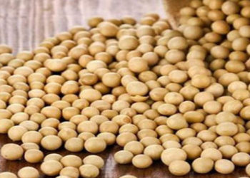 Soya məhsulları: hormonlara təsiri barədə miflər və həqiqətlər