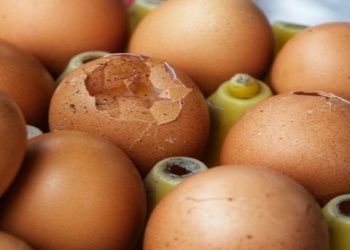 Sındırılmış qabıqlı yumurtalar yemək təhlükəlidir