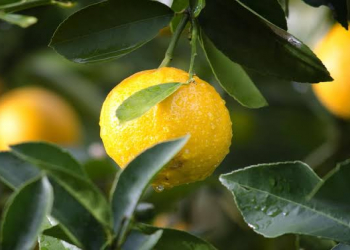 Limon immuniteti gücləndirirmi?