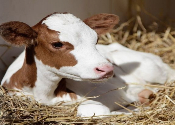 Bəzi ərazilərdən ət məhsullarının gətirilməsinə məhdudiyyət qoyulub